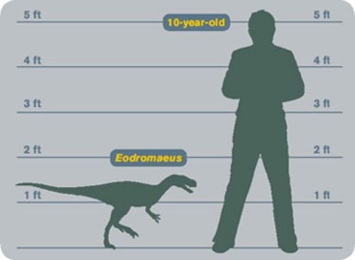 comparison of a small dinosaur and a 10 y.o. child scale
