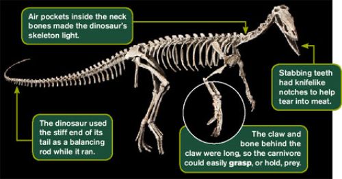 Eodromaeus’s skeleton fossil
