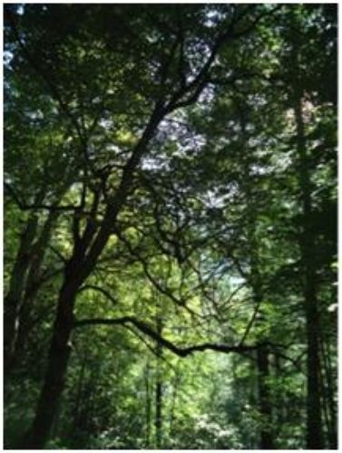 Happy Trails Third Grade Reading Passage