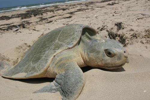 Sea Turtles Build Nests, Kindergarten Reading Passage